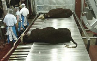 Beef Landing Conveyor
